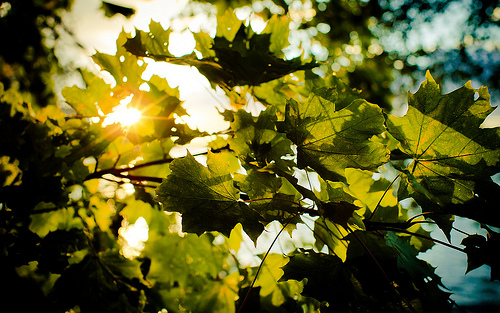 Summer Sun picture by Flickr user samipaju