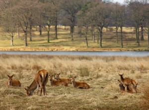 Deer at Tatton Park. Picture by Elisa Artesero