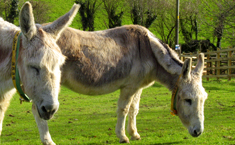 The Donkey Sanctuary