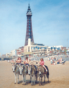 Blackpool donkeys