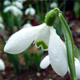 Snowdrop